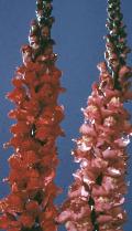 Snapdragon / Antirrhinum majus  